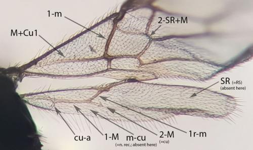 Phaedrotoma exigua